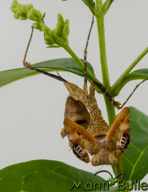 Deroplatys Desiccata - Mante feuille morte