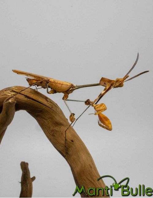 Gongylus gongylodes - mante violon errante