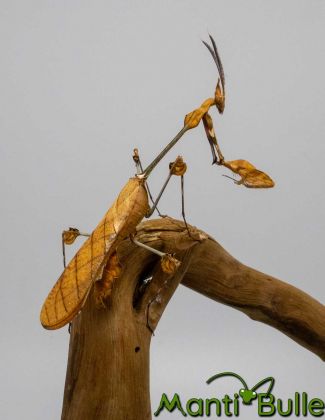 Gongylus gongylodes - mante violon errante 2