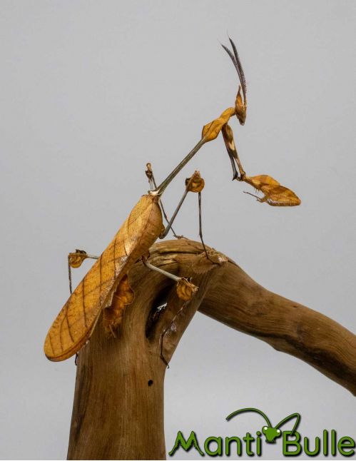 Gongylus gongylodes - mante violon errante