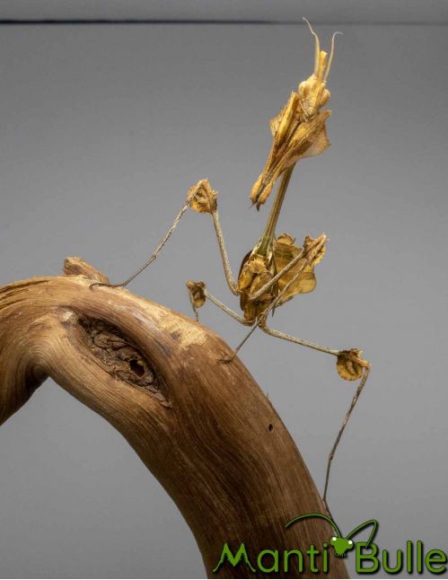 Gongylus gongylodes - mante violon errante