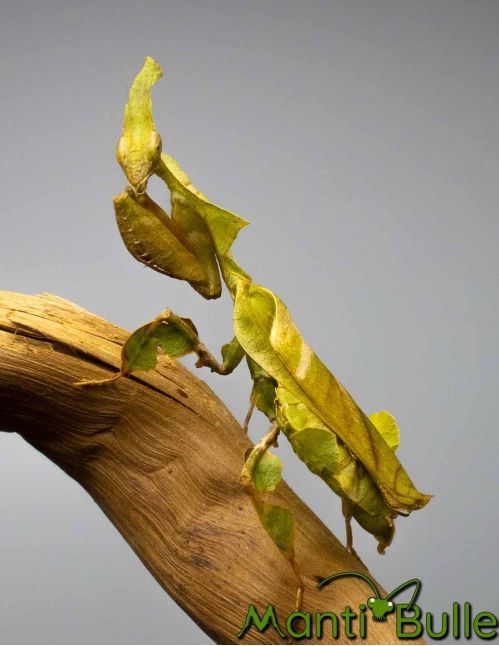 Phyllocrania Paradoxa - Mante fantôme