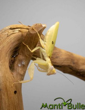 Chloroharpax modesta - Mante nigériane