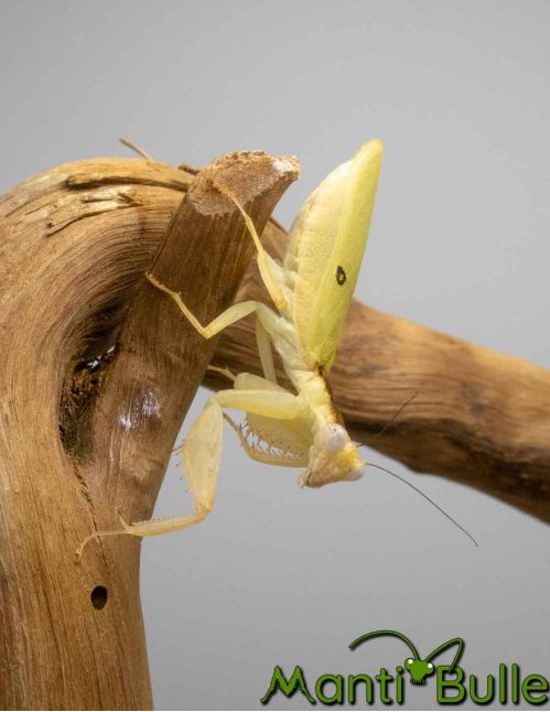 Chloroharpax modesta - Mante nigériane