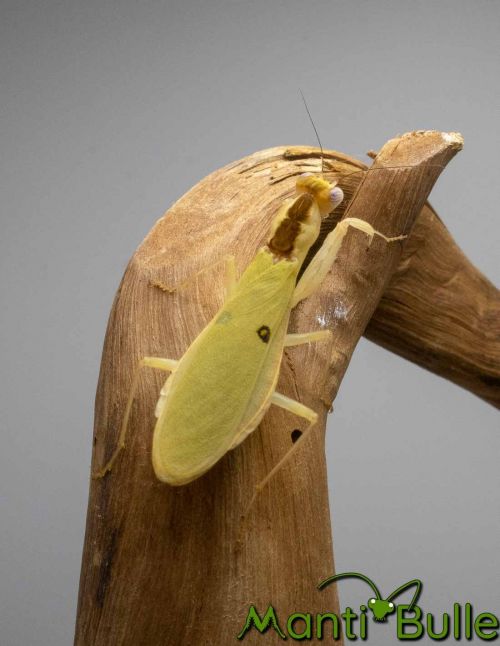 Chloroharpax modesta - Mante nigériane