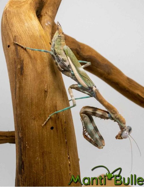 Parasphendale Sp