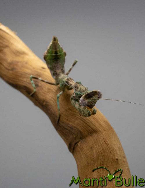 Parasphendale Sp