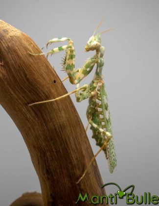 Blepharopsis mendica - La mante mandiante