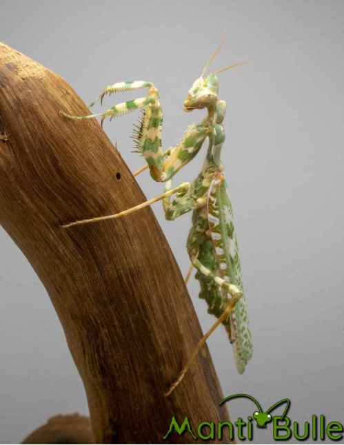 Blepharopsis mendica - La mante mandiante