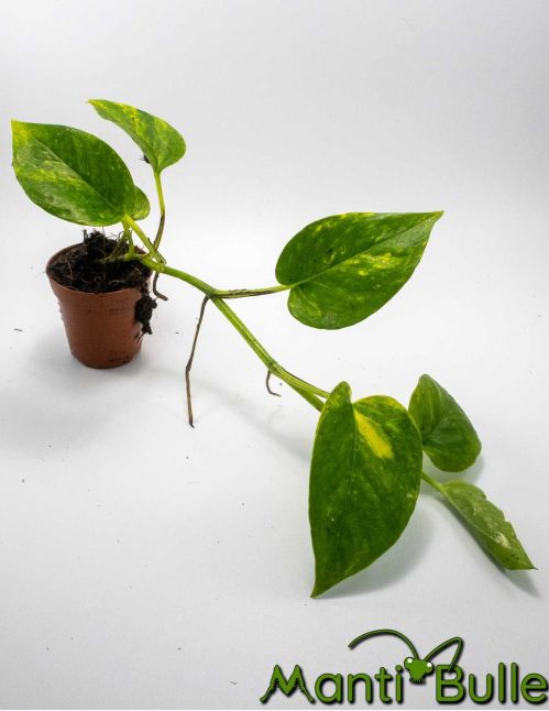 Pothos Scindapsus Aureus | Plante naturelle