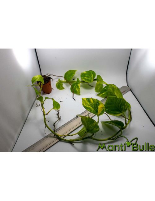 Pothos Scindapsus Aureus | Plante naturelle