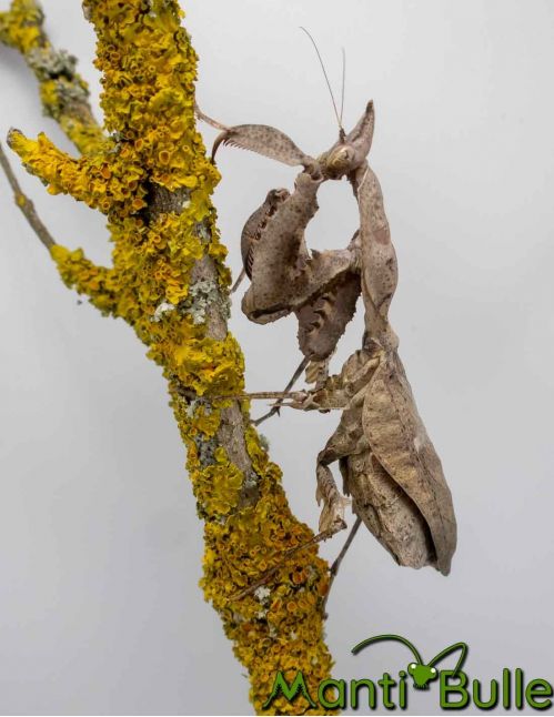 Parablepharis kuhlii asiatica