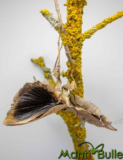 Parablepharis kuhlii asiatica