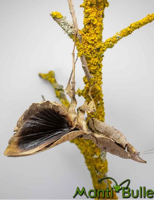 Parablepharis kuhlii asiatica