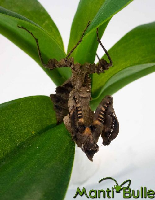 Parablepharis kuhlii asiatica