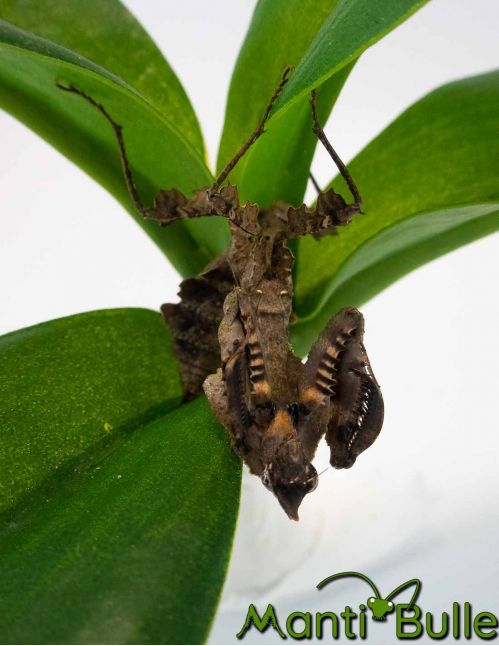 Parablepharis kuhlii asiatica