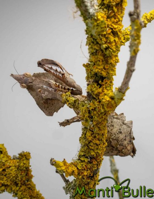 Parablepharis kuhlii asiatica