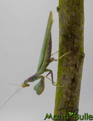 Cilnia Humeralis - Mante à larges bras 2
