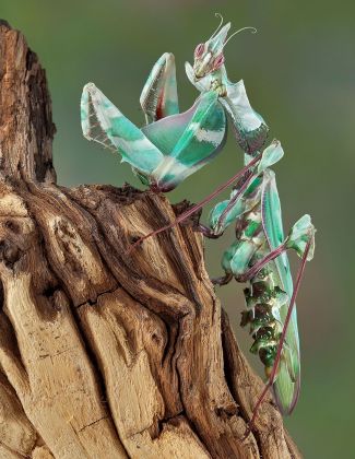 Idolomantis Diabolica - Mante fleur du diable 2