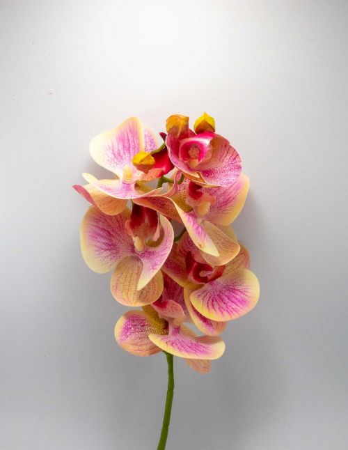 Orchidée Artificielle XXL