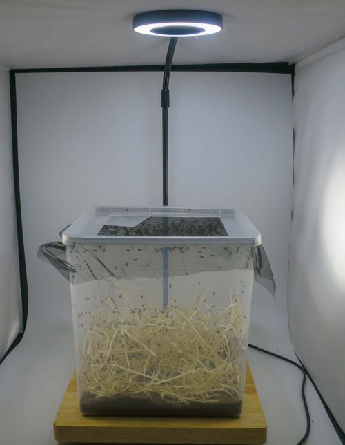 Éclairage LED avec support en bois