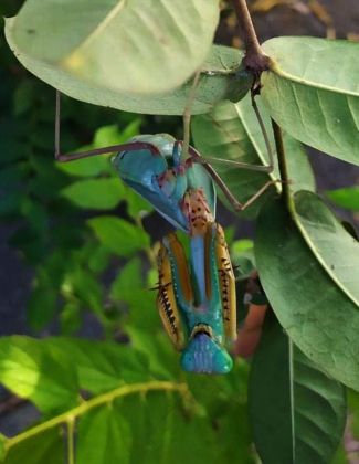 Hierodula sp Papua - Mante bleue de Papouasie 2