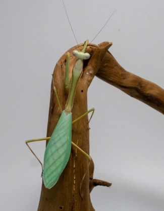 Camelomantis sp - Mante feuille Asiatique