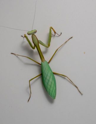 Camelomantis sp - Mante feuille Asiatique 2