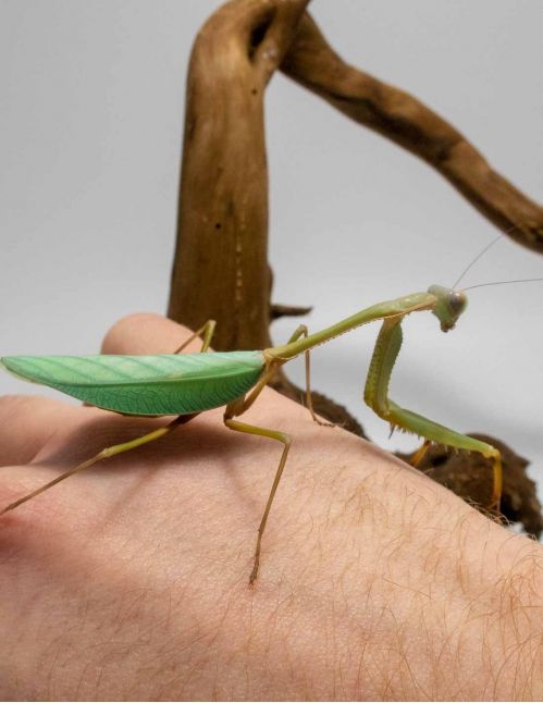 Camelomantis sp - Mante feuille Asiatique