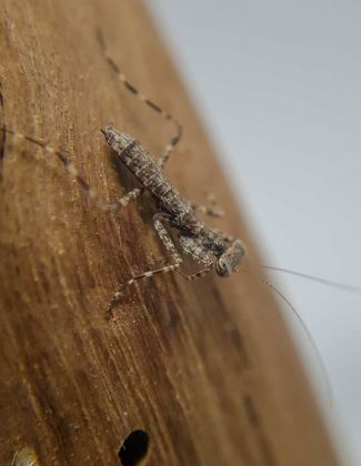 Theopompa servillei "Yunnan" - Mante écorce