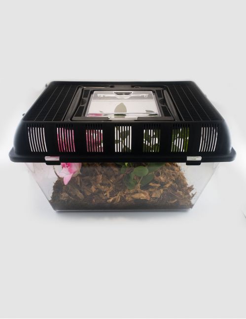 Terrarium plastique 27X17X16CM décoré