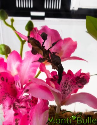 Terrarium plastique 27X17X16CM décoré 2