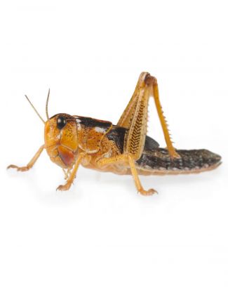 Criquets migrateurs - "Sauterelles"