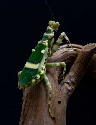 Theopropus Elegans - Mante fleur à bande 2