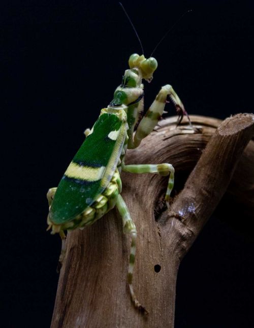 Theopropus Elegans - Mante fleur à bande