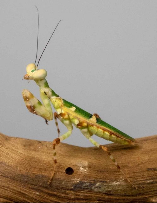 Theopropus Elegans - Mante fleur à bande