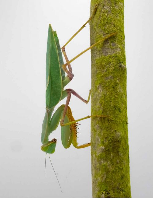 Sphodromantis Gastrica - Mante africaine