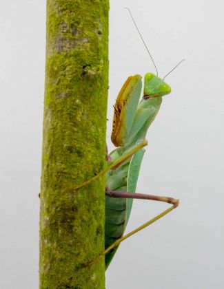 Sphodromantis Gastrica - Mante africaine 2