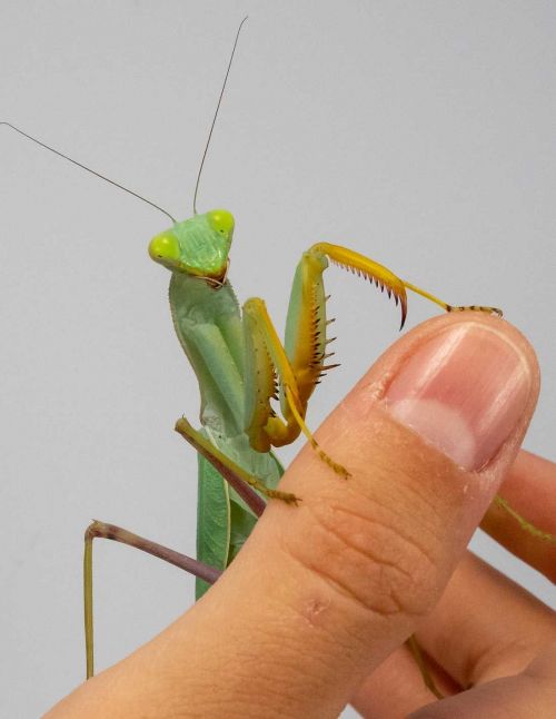 Sphodromantis Gastrica - Mante africaine