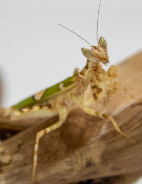 Creobroter sp "Yunnan" - Mante fleur