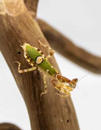 Creobroter sp "Yunnan" - Mante fleur 2