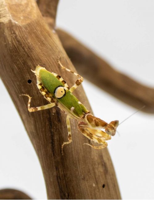 Creobroter sp "Yunnan" - Mante fleur