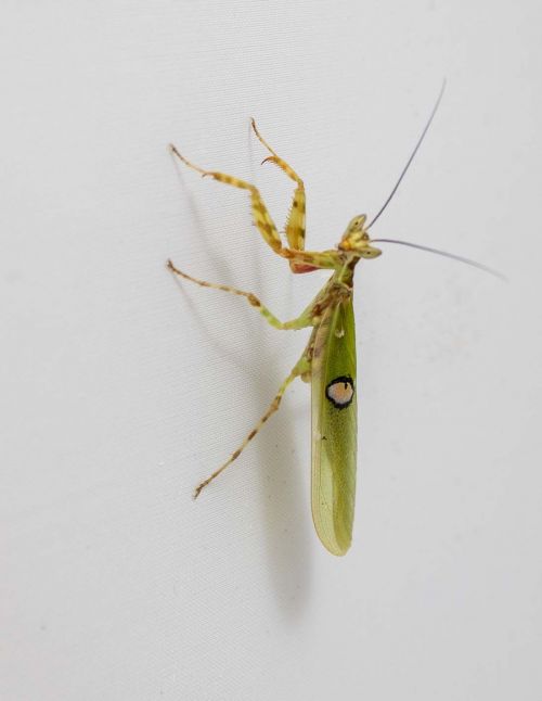 Creobroter sp "Yunnan" - Mante fleur