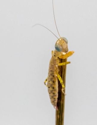 Tarachodula pantherina - Mante panthère