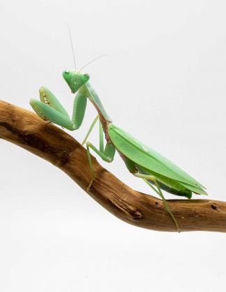 Rhombodera sp "Thaïlande" - Mante bouclier asiatique 2