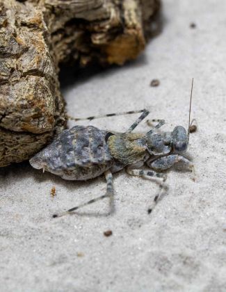 Eremiaphila sp - Mante des sables