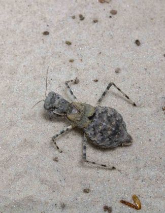 Eremiaphila sp - Mante des sables 2