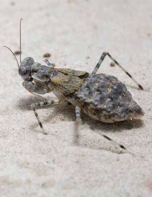 Eremiaphila sp - Mante des sables