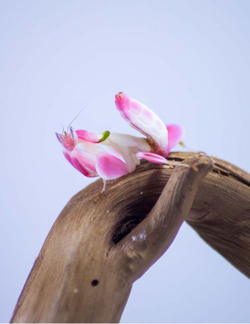 Mante orchidée - Hymenopus Coronatus