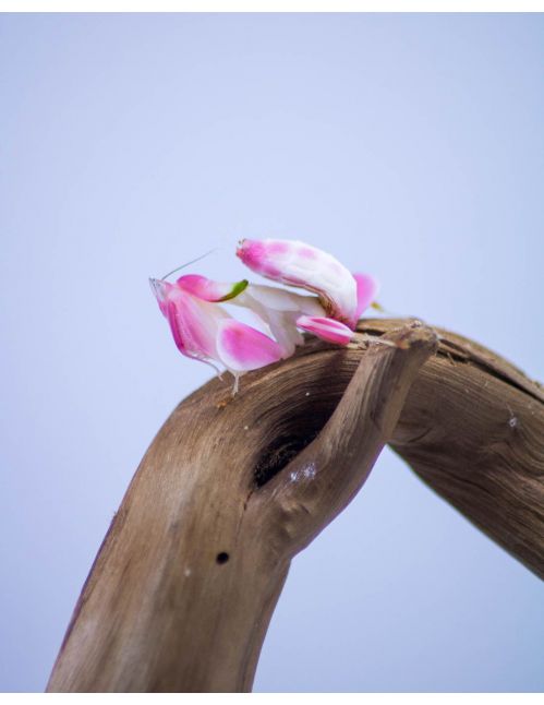 Mante orchidée - Hymenopus Coronatus